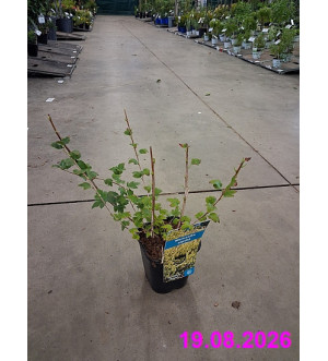 Ribes alpinum 'Schmidt' C 1,4 L